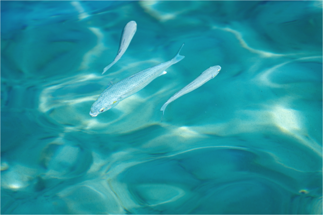 Main image Silver Current